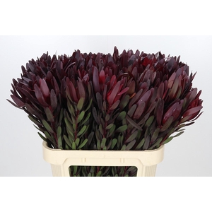 Leucadendron Saf Sunset Dark R.