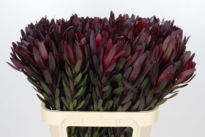 <h4>Leucadendron Saf Sunset Dark R.</h4>