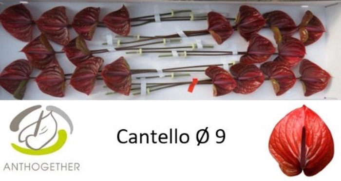 <h4>Anth A Cantello 9 cm X20 Spek Flowers</h4>