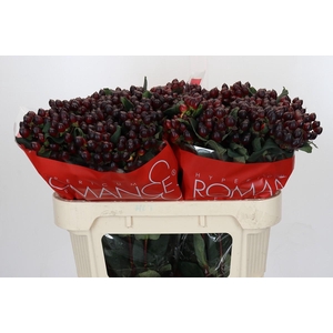 Hypericum Rocky Romance