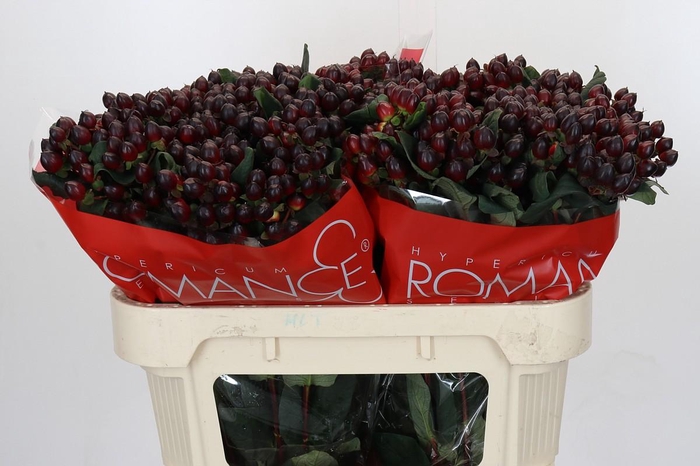 <h4>Hypericum Rocky Romance</h4>