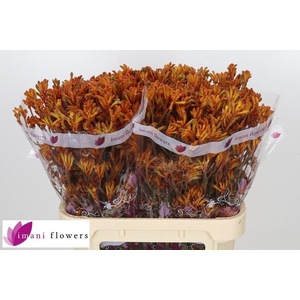 Anigozanthos Dark Orange 80cm