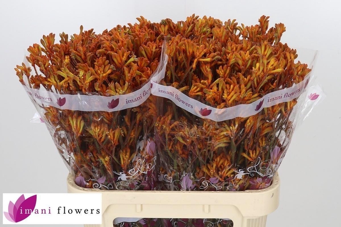 <h4>Anigozanthos Dark Orange 80cm</h4>