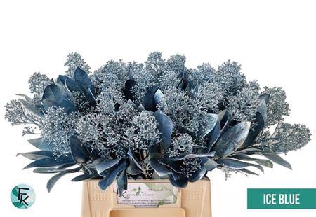 <h4>Skimmia Paint Ice Blue Stem</h4>