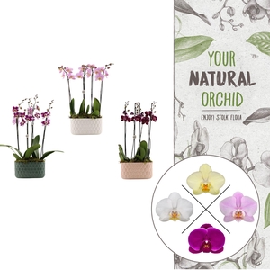Honingraat BHome mix | 2 plants in 1 pot | Phalaenopsis