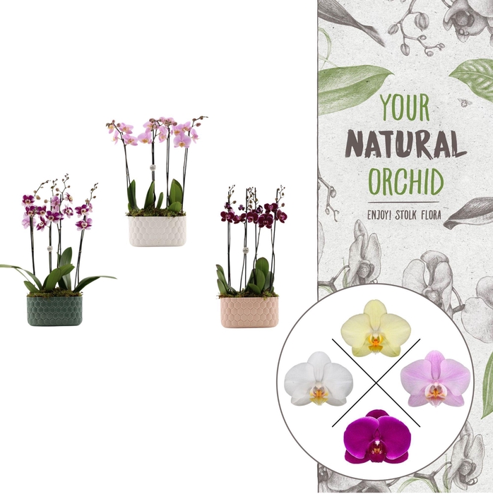 <h4>Honingraat BHome mix | 2 plants in 1 pot | Phalaenopsis</h4>