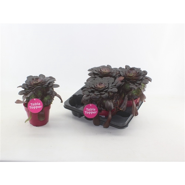 <h4>Aeonium rood 4 stuks per tray met etiket</h4>