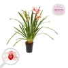 Cymbidium licht roze 3-4 tak