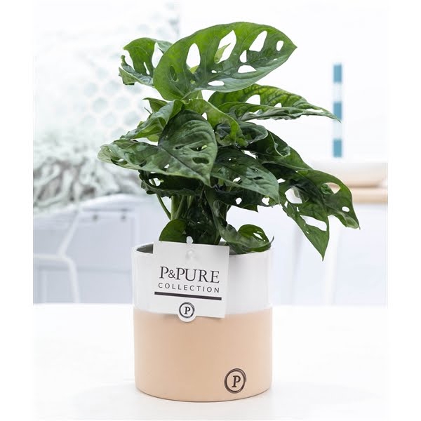 <h4>Monstera Adansonii in P&PURE cer. Rosy</h4>