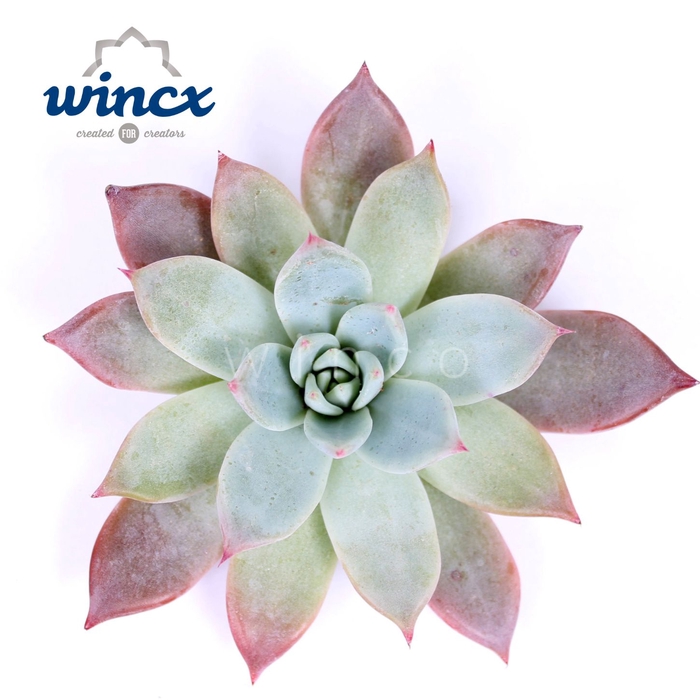 <h4>Echeveria Colorata Brandtii Cutflower</h4>