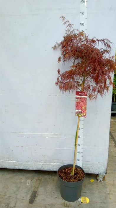 <h4>Acer palmatum</h4>