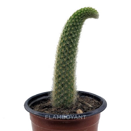 <h4>CACTUS RABO DE MACACO P11</h4>