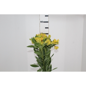 ALSTROEMERIA CARIBBEAN 080 CM