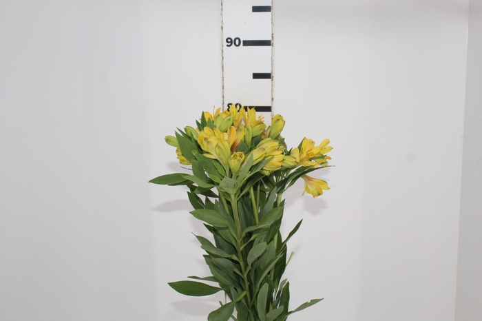 <h4>ALSTROEMERIA CARIBBEAN 080 CM</h4>