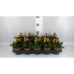 Oxalis deppei