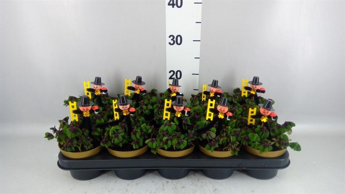 <h4>Oxalis deppei</h4>