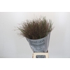 Panicum Virgatum Warrior