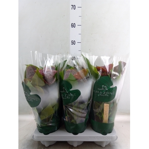 Anthurium andr. 'Essencia'
