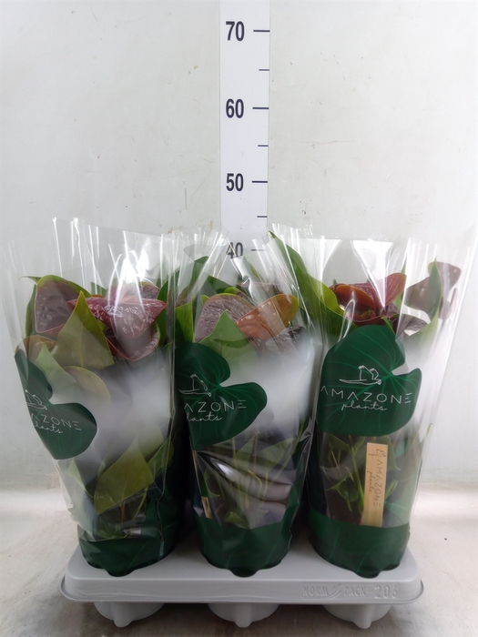 <h4>Anthurium andr. 'Essencia'</h4>