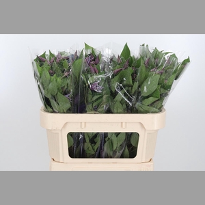 Clem Di Bl Pirouette