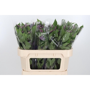 Clem Di Bl Pirouette