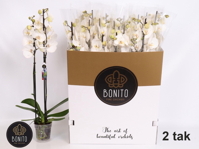 <h4>PHAL SILHOUETTE</h4>