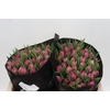 Tulp Dubbel Double Princess