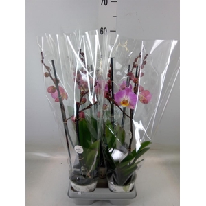 Phalaenopsis   ...mix