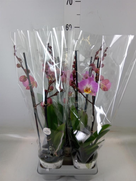 <h4>Phalaenopsis   ...mix</h4>