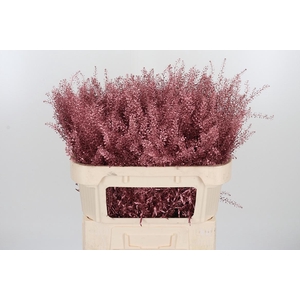 Lepidium Kl Bh Rose Goud