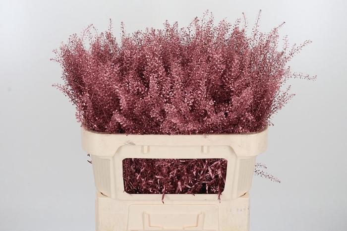 <h4>Lepidium Kl Bh Rose Goud</h4>