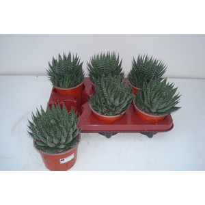 Aloe Aristata (Cites) 12Ø 15cm