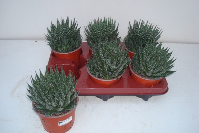 Aloe Aristata (Cites) 12Ø 15cm