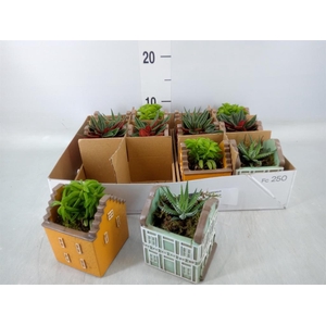 Planten  ..in schaal L%