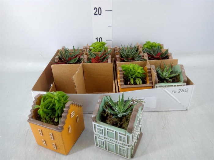 <h4>Planten  ..in schaal L%</h4>