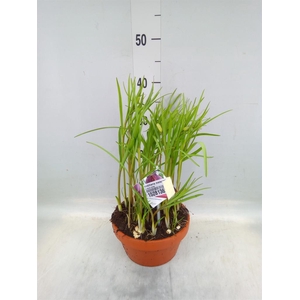 Fritillaria meleagris