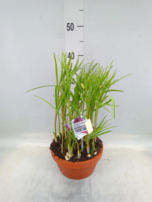 <h4>Fritillaria meleagris</h4>
