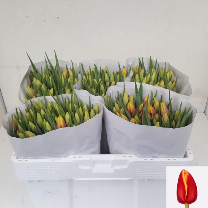 <h4>TU EN JAN SEIGNETTE</h4>