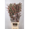 Cotoneaster Per Bunch