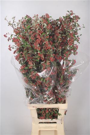 Cotoneaster Per Bunch