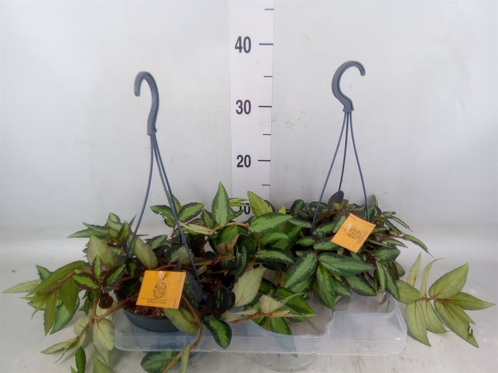<h4>Pellionia repens</h4>