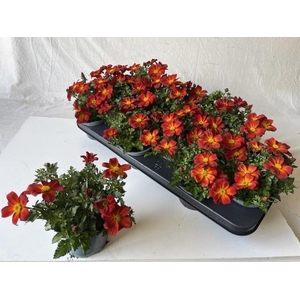 BID BEED PAINTED RED