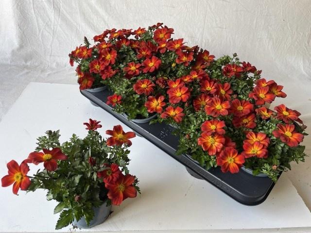 <h4>BID BEED PAINTED RED</h4>