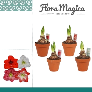 Hippeastrum Mix 2 Knop Terracotta Steen OP