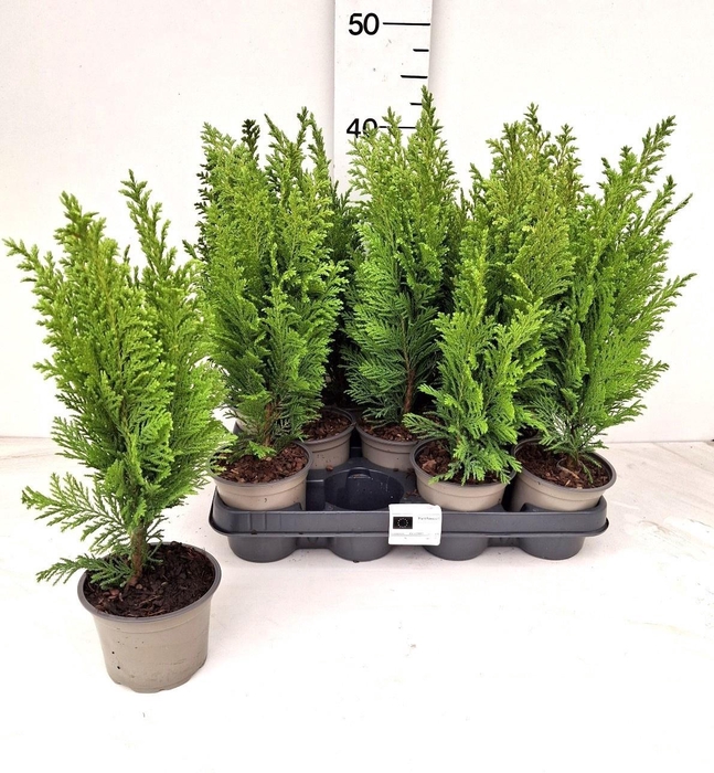 <h4>CHAM L ELLWOODS EMP</h4>