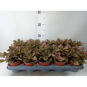 Hypoestes phyllo. 'Confetti C Red'