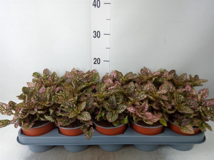 <h4>Hypoestes phyllo. 'Confetti C Red'</h4>