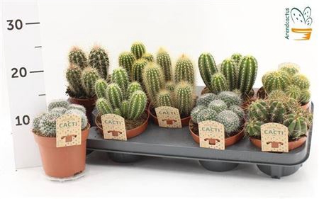 Cactus Gem