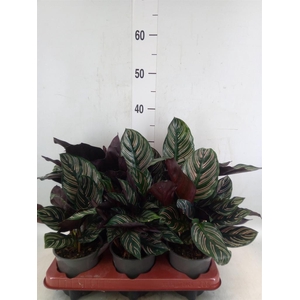 Calathea sanderiana