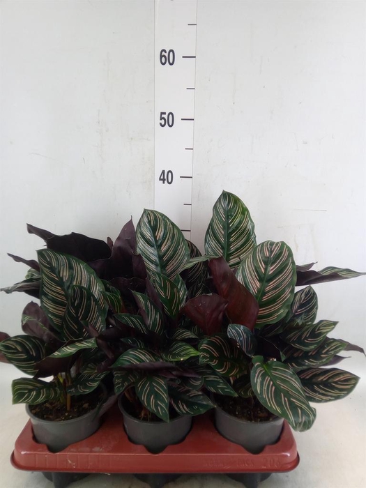 <h4>Calathea sanderiana</h4>